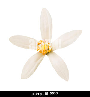 Orange blossom flower isolated on white background Stock Photo