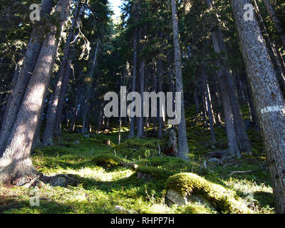 Fir tree forests of Swiss National Park, Switzerland, in summertime Stock Photo