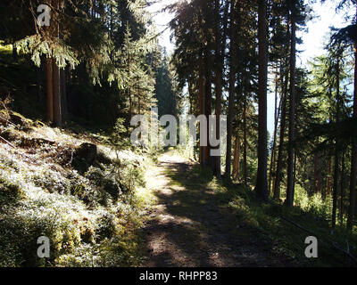 Fir tree forests of Swiss National Park, Switzerland, in summertime Stock Photo