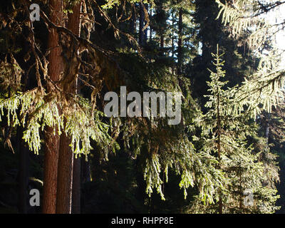 Fir tree forests of Swiss National Park, Switzerland, in summertime Stock Photo