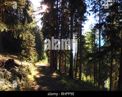 Fir tree forests of Swiss National Park, Switzerland, in summertime Stock Photo