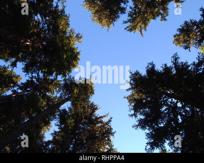 Fir tree forests of Swiss National Park, Switzerland, in summertime Stock Photo