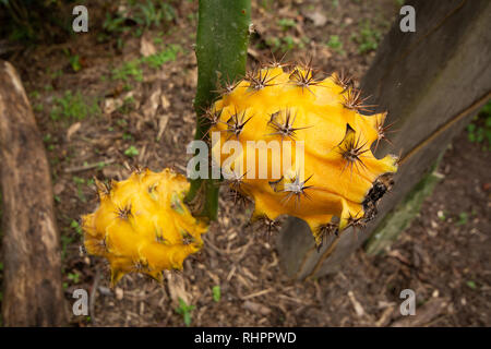 Two Yellow Dragon Fruit or Pitaya (Pitahaya) growing on Dragon Fruit Cactus Stock Photo