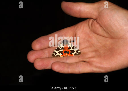 Moth on hand. The garden tiger moth or great tiger moth, Arctia caja, is a moth of the family Erebidae. Stock Photo