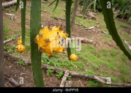 A Yellow Dragon Fruit or Pitaya (Pitahaya) growing on Dragon Fruit Cactus Stock Photo