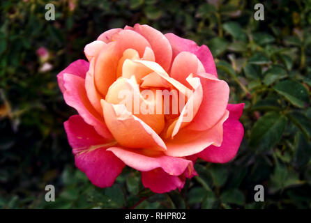 Beautiful Mixed Colorful Rose Stock Photo