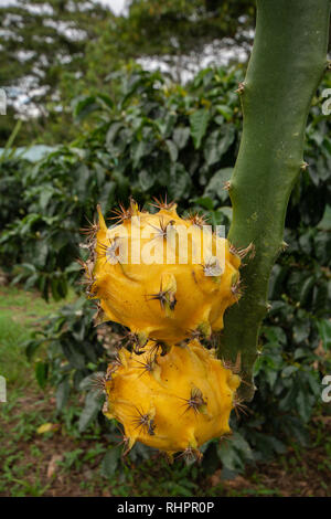 Two Yellow Dragon Fruit or Pitaya (Pitahaya) growing on Dragon Fruit Cactus Stock Photo