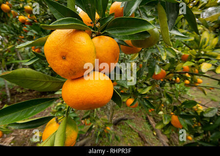 Ripe Mandarin Oranges growing on a tree Stock Photo