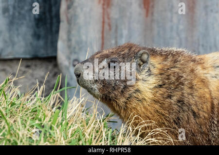 Yellow-bellied Marmot on Miller Island in the Klamath Basin of California and Oregon. Stock Photo