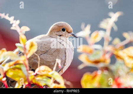 Close up of mourning dove sitting on a balcony ledge, California Stock Photo