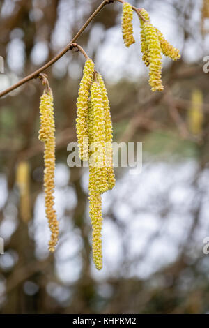 Male catkins on a common hazel (Corylus avellana) during winter in Southern England, UK, Europe Stock Photo