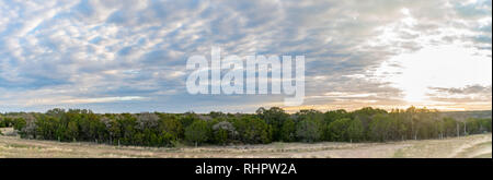 Panoramic View of Large Field of Trees with barbwire Fencing Stock Photo