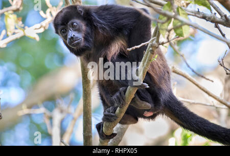 Mantled howler monkey (Alouatta palliata)  in the canopy of rainforest, Puntarenas, Costa Rica Stock Photo