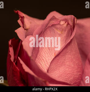 Fine art still life color macro of the inner a single isolated red rose blossom with detailed texture on black background Stock Photo