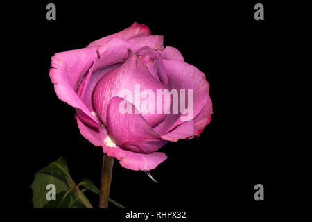 Fine art still life color macro of three isolated blue violet and yellow rose blossoms on black background Stock Photo