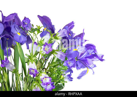 Purple and blue Iris germanica and Bell Flowers Campanula isolated on bright background, clipping path Stock Photo