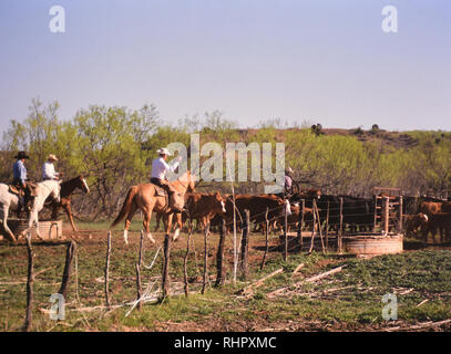 Cowboy on horseback during spring round up on a Texas ranch in 1998 Stock Photo