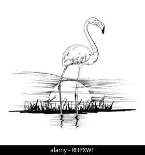 Flamingo on sunset. Hand drawn illustration. Collection of hand drawn illustrations (originals, no tracing) Stock Photo