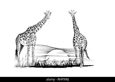 Two giraffe on sunset. Hand drawn illustration. Collection of hand drawn illustrations (originals, no tracing) Stock Photo