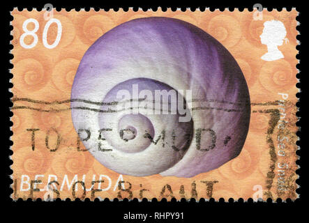 Postage stamp from Bermuda in the Shells (definitives) series issued in 2003 Stock Photo