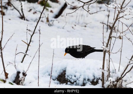 Blackbird, Turdus Merula, looking for food on a snowy ground in wintertime Stock Photo