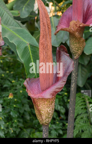 devils-tongue-umbrella-arum-