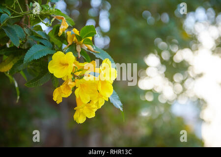 Yellow flowers, Tecoma stans, Yellow bell, Trumpet vine, blooming in a garden, in soft blurred style, on green leaves blur background. In Egypt. Stock Photo