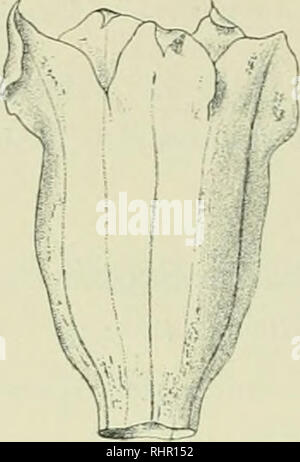 . Beiträge zur Kenntnis der Flora Südarabiens und der Inseln Sokótra, Sémha, und Abd el Kûri : Bearbeitung der von Dr. St. Paulay und Professor Dr. O. Simony auf der Expedition der Kaiserlichen Akademie der Wissenschaften nach Südarabien und den Inseln Sokótra, Sémha, und Abd el Kûri vom December 1898 bis mitte März 1899 gesammelten Gefässpflanzen. Plants; Plants; Plants. . Please note that these images are extracted from scanned page images that may have been digitally enhanced for readability - coloration and appearance of these illustrations may not perfectly resemble the original work.. Vi Stock Photo
