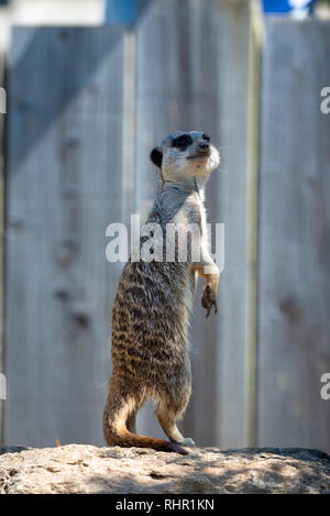 meerkat standing on the rock Stock Photo