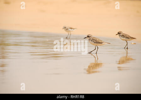 female kentish plover Stock Photo