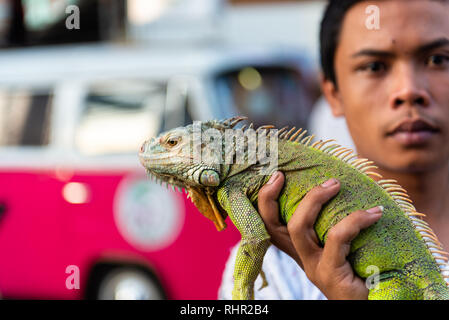 Thai man holding iguana lizard Stock Photo