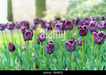 Field of violet tulips with morning dew droplets Stock Photo