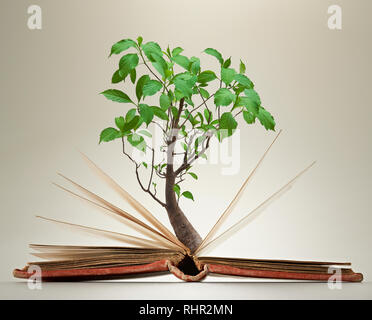 Open book with magical green tree and rays of light Stock Photo - Alamy