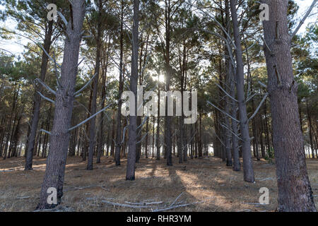 Sunset in the forest behind the pine trees Stock Photo