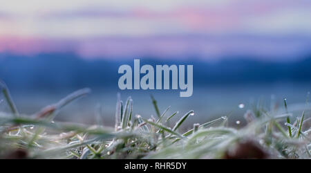 Frosty grass detail with morning dew Stock Photo