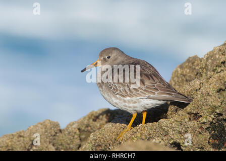 Purple sandpiper (adult) in winter in the north of Spain Stock Photo