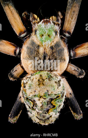 Extreme Macro - Top view of a orbweaver spider magnified 4 times Stock Photo