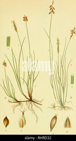 . Billeder af nordens flora. Plants; Plants; Plants. 431. A. LILJEBLADS STAR, carex obtusata B. LOPPE-STAR, carex pulicaris. Please note that these images are extracted from scanned page images that may have been digitally enhanced for readability - coloration and appearance of these illustrations may not perfectly resemble the original work.. Mentz, August, 1867-1944; Ostenfeld, C. H. (Carl Hansen), 1873-1931. København, G. E. C. Gad's forlag Stock Photo