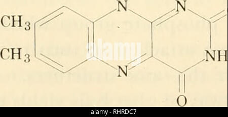 . Biochemistry of plants and animals, an introduction. Biochemistry. 172 GENERAL BIOCHEMISTRY of carbon dioxide, three of DPNH, and one molecule of TPNH by the reactions of the citric acid cycle. The energy thus accumulated in the DPNH and TPNH is made available by the reactions of the next section. Whenever the supply of hexoses exceeds that required for immediate needs, some of it is metabolized as far as acetyl co- enzyme A, then converted to fatty acids. The proteins required for growth and tissue repair depend in part upon three key amino acids derived directly from the pyruvate, a-ketogl Stock Photo