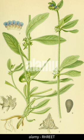 . Billeder af nordens flora. Plants; Plants; Plants. 581. RIVER, ASPERUGO PROCUMBENS. A.BbF?TZELLSTRA.H.STHIJ.. Please note that these images are extracted from scanned page images that may have been digitally enhanced for readability - coloration and appearance of these illustrations may not perfectly resemble the original work.. Mentz, August, 1867-1944; Ostenfeld, C. H. (Carl Hansen), 1873-1931. København, G. E. C. Gad's forlag Stock Photo