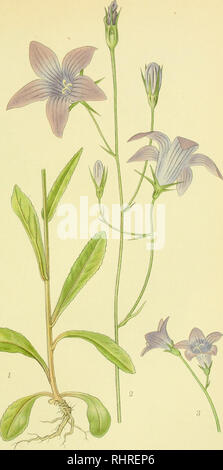 . Billeder af nordens flora. Plants; Plants; Plants. 562. ENG-KLOKKE, campanula patula.. Please note that these images are extracted from scanned page images that may have been digitally enhanced for readability - coloration and appearance of these illustrations may not perfectly resemble the original work.. Mentz, August, 1867-1944; Ostenfeld, C. H. (Carl Hansen), 1873-1931. København, G. E. C. Gad's forlag Stock Photo