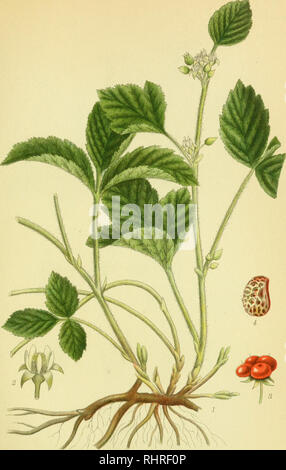 . Billeder af nordens flora. Plants; Plants; Plants. 309. FRUEBÃR, RUBUS saxatilis. â ..BbRTZELLS TR.A. 3. STH. Please note that these images are extracted from scanned page images that may have been digitally enhanced for readability - coloration and appearance of these illustrations may not perfectly resemble the original work.. Mentz, August, 1867-1944; Ostenfeld, C. H. (Carl Hansen), 1873-1931. KÃ¸benhavn, G. E. C. Gad's forlag Stock Photo