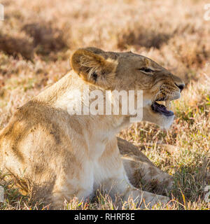 A single female lion in the shade during the day, square format, Lewa Conservancy, Lewa, Kenya, Africa Stock Photo