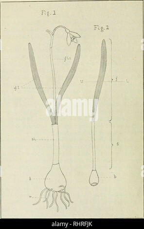 . The Biochemical journal, 1912. Biochemistry. 24 BIO-CHEMICAL JOFENAL. Diagram to Explain the Morphology of the Snowdrop Plant AS IT affects this Paper. Fig. 1. A single plant (somewhat reduced in size) :—/.?., the two foliage leaves (shaded). sh. protective sheath covering the lower parts (" stalks ") of the foliage leaves, b., bulb. r., rootlets, fl.s., flower stalk terminating in the solitary flower. Fir,. 2. A complete leaf detached from the plant:—The upper shaded portion (f) represents the green part (the foliage leaf proper) : the middle narrow unshaded portion (s) the colour Stock Photo