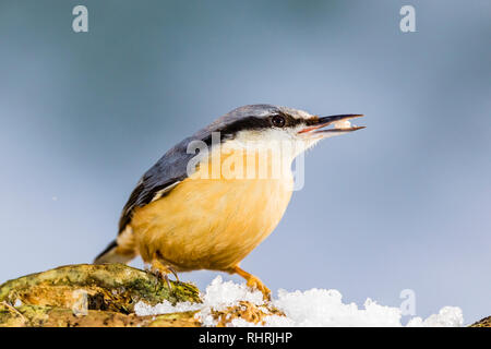 European nuthatch in mid Wales during Winter Stock Photo