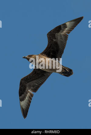Jaeger Seagull With Widespread Wings Flies Over Sky In Scotland Stock Photo