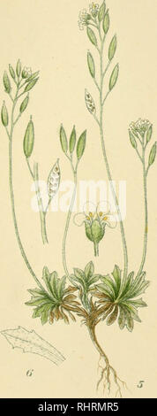 . Billeder af Nordens flora. Plants. 210.. Please note that these images are extracted from scanned page images that may have been digitally enhanced for readability - coloration and appearance of these illustrations may not perfectly resemble the original work.. Lindman, C. A. M. (Carl Axel Magnus), 1856-1928. København, G. E. C. Gad Stock Photo