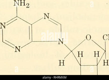 . Biochemistry of plants and animals, an introduction. Biochemistry. 394 ANIMAL BIOCHEMISTRY hydrosulfide. Another member of the group, mucoitin sulfate (page 70), is also comjjlexecl with proteins in the mucosa of the gastroin- testinal tract. Most tissues of normal adult animals do not take up sulfate readily. However, during healing of injuries the ion is incorporated in large amounts and must be important. Furthermore, normal diets always contain small amounts of many potentially poisonous compounds. Some of these are detoxified by esterification with sulfate and ex- creted as the sulfate  Stock Photo