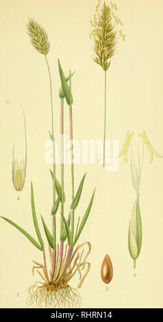 Anthoxanthum odoratum (Billeder af nordens flora 1917ff., v2 0427 ...