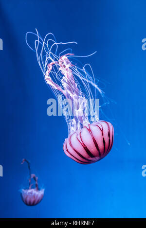 Pacific sea nettle Chrysaora melanaster jellyfish. Vibrant Pink against a deep blue background Stock Photo